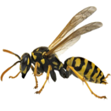 Wasp PNG-74632